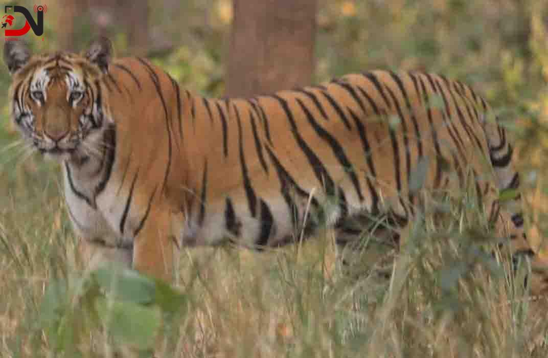 भरतपुर आउने पर्यटकले बाघ देख्न पाउने