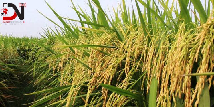 सरकारले तोक्यो चैते धानको मूल्य