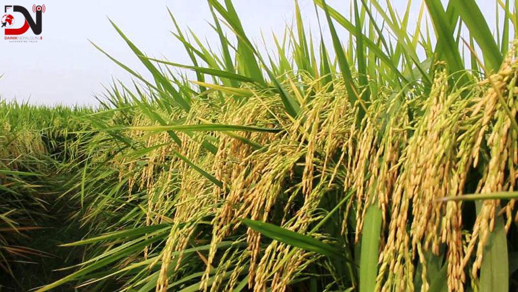 सरकारले तोक्यो चैते धानको मूल्य