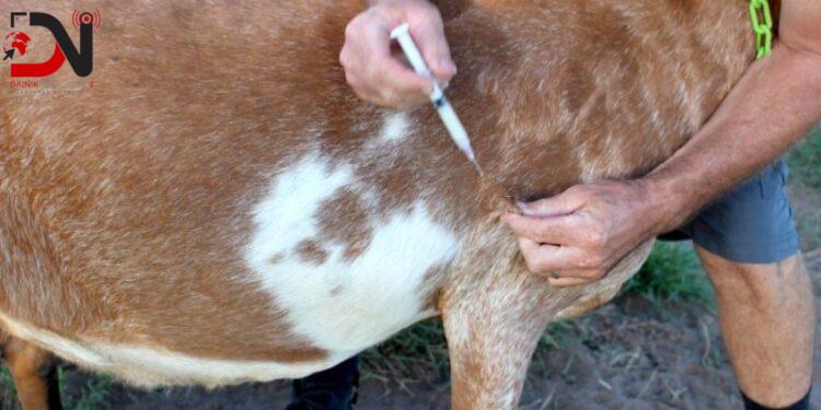 बाँकेमा गाइभैँसीलाई खोरेतविरुद्धको खोप