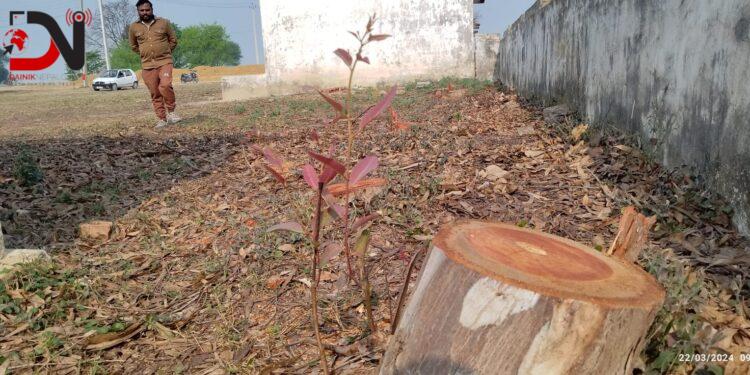 अवैधानिक तरिकाले काटियो विद्यालयको रुख