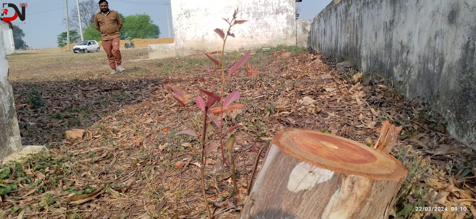 अवैधानिक तरिकाले काटियो विद्यालयको रुख