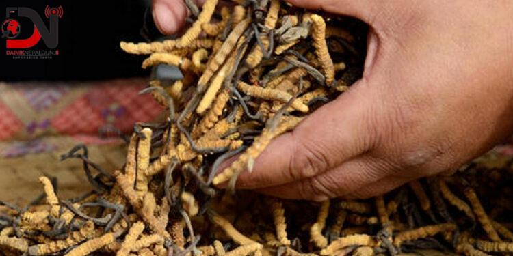 सात महिनामा ६० करोडको यार्सागुम्बा निर्यात