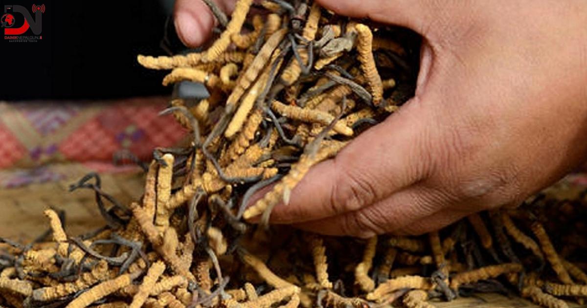 सात महिनामा ६० करोडको यार्सागुम्बा निर्यात