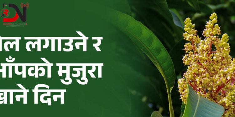 आज तेल लगाउने र आँपको मुजुरा खाने दिन