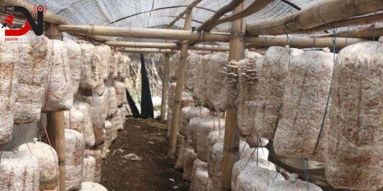 च्याउखेतीबाट मनग्य आम्दानी