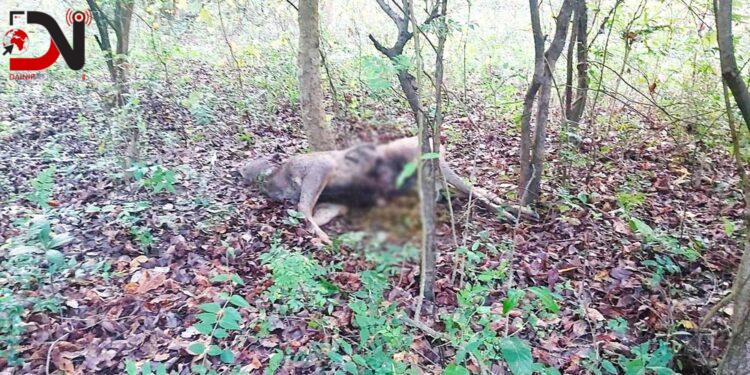 काँक्रेबिहारमा वन्यजन्तु असुरक्षित