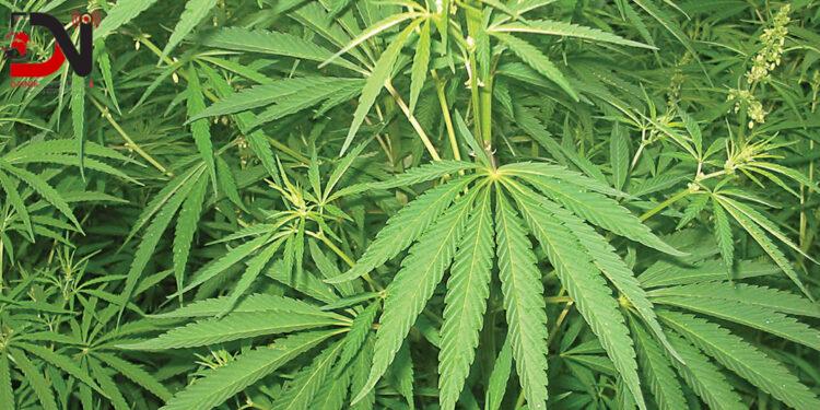 करिब २७ किलो गाँजासहित ७ जना पक्राउ