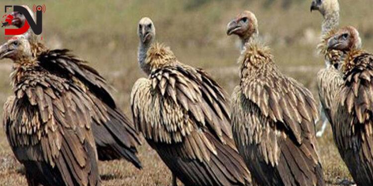 गिद्ध जोगाउन रेष्टुराँ