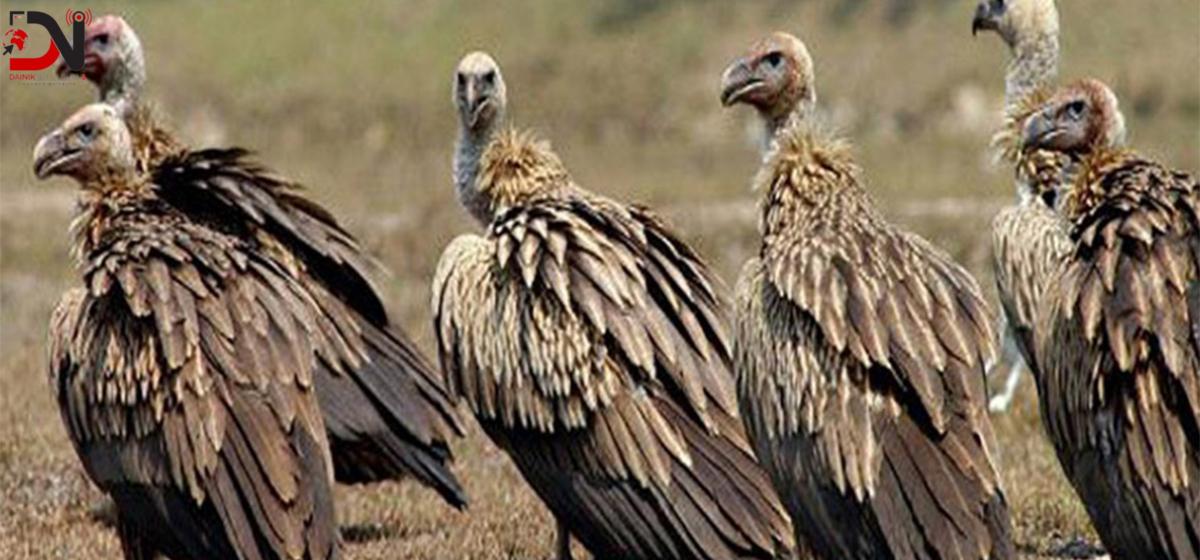 गिद्ध जोगाउन रेष्टुराँ