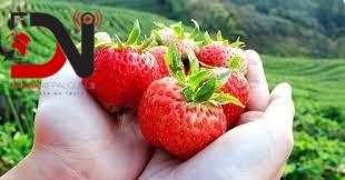 स्ट्रबेरी खेतीतर्फ आकर्षित हुँदै दाङका युवा