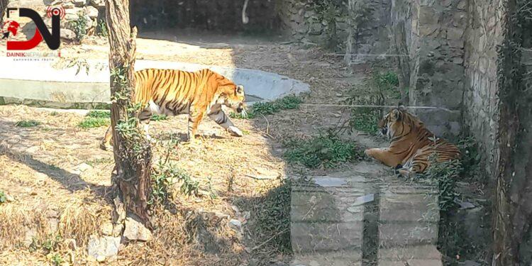 देशभरका खोरमा १९ समस्याग्रस्त बाघ
