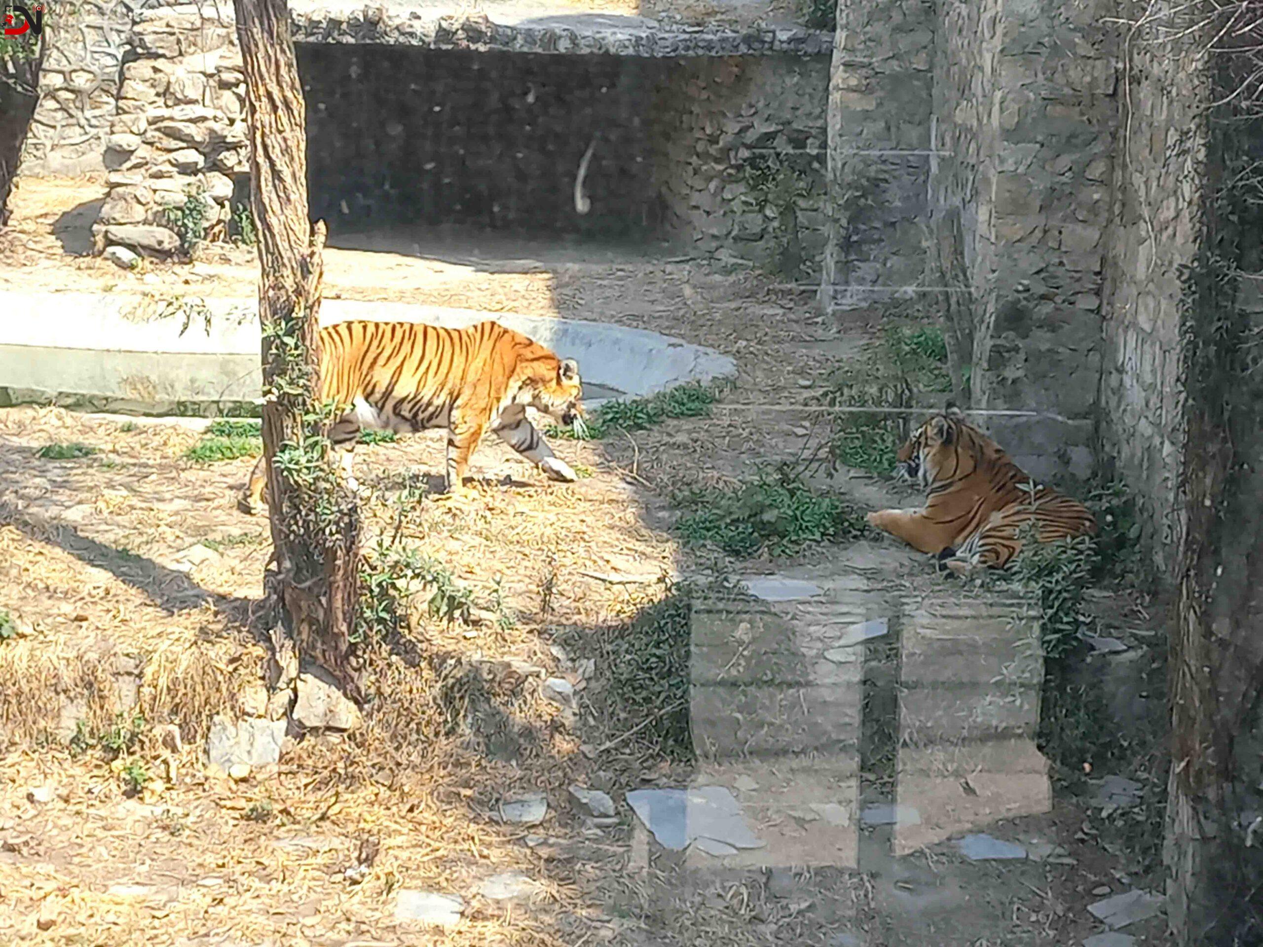 देशभरका खोरमा १९ समस्याग्रस्त बाघ