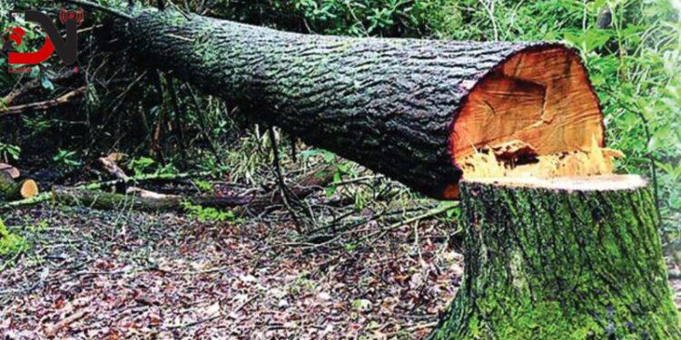 जबरर्जस्ती सामुदायिक वनका रुख नकाट्न माग