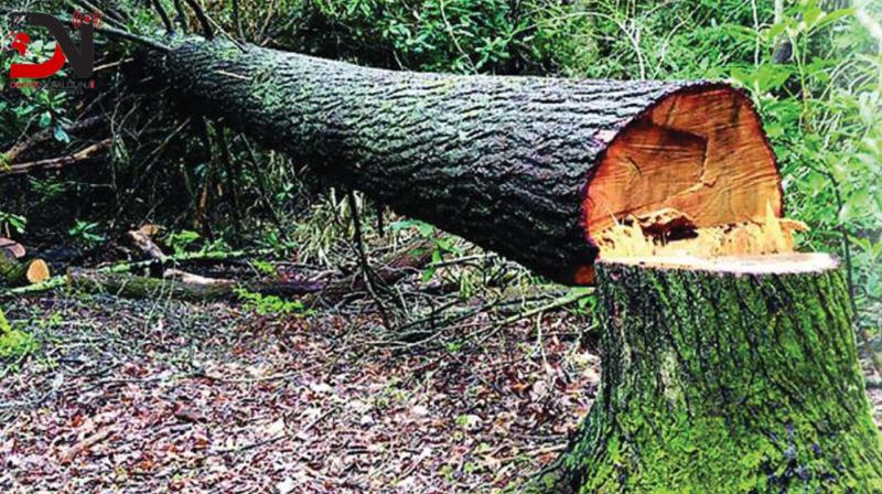 जबरर्जस्ती सामुदायिक वनका रुख नकाट्न माग