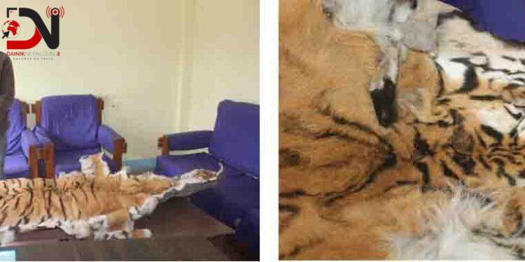 बाँकेमा पाटे बाघको छाला सहित एक पक्राउ