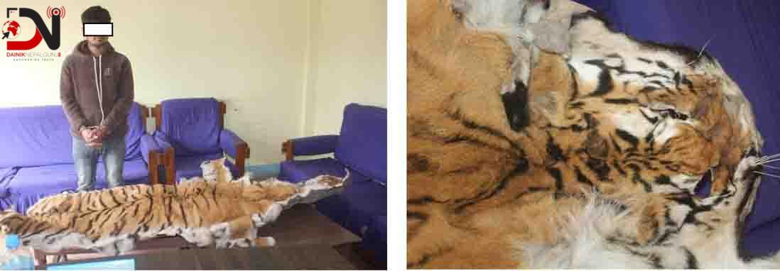 बाँकेमा पाटे बाघको छाला सहित एक पक्राउ