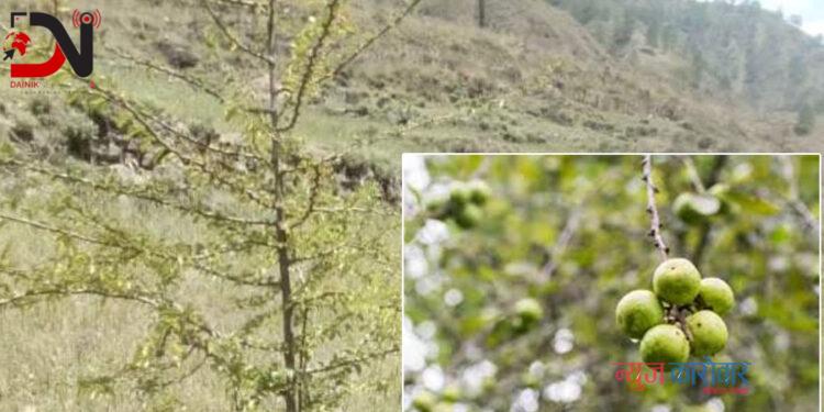 बोधिचित्तको रुख काटेको आरोपमा चारजना पक्राउ