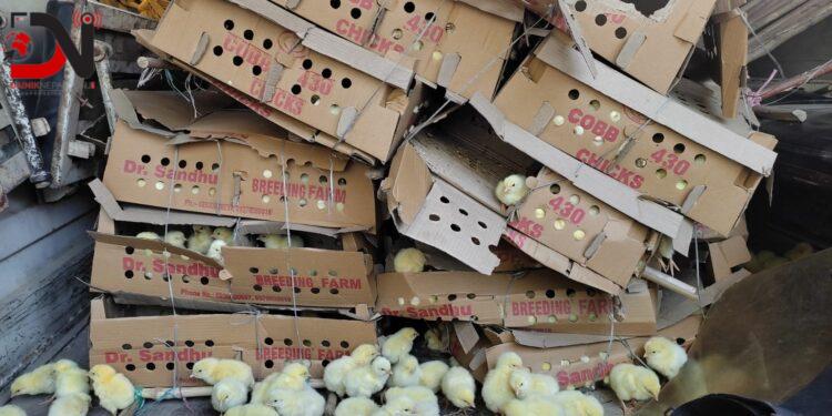 अबैध भित्र्याइएको चल्ला बरामद