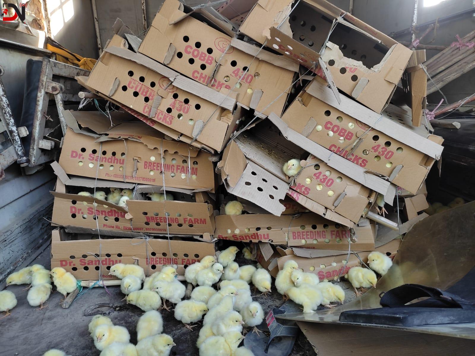 अबैध भित्र्याइएको चल्ला बरामद