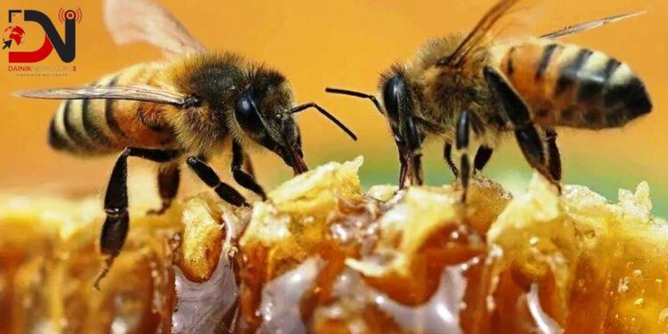 देशमा आजः ८ बजे ८ खबर