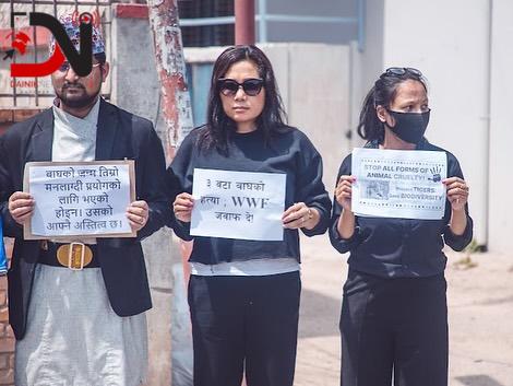 पर्सामा लगातार तीन बाघ ‘मारिएकाे’मा बिराेध