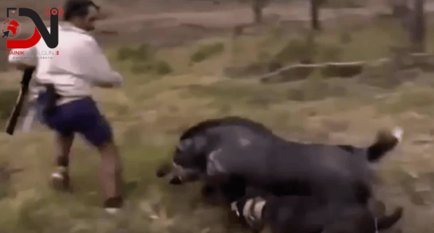 एउटै बँदेलको टोकाइबाट सात घाइते