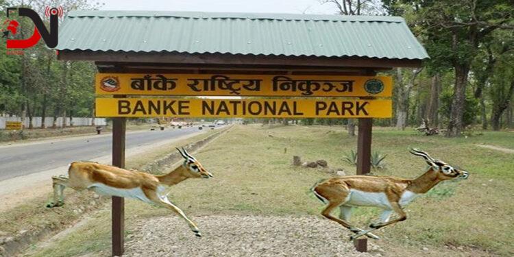 डढेलो नियन्त्रणको लागि दुई हजार किलोमिटर अग्निरेखा