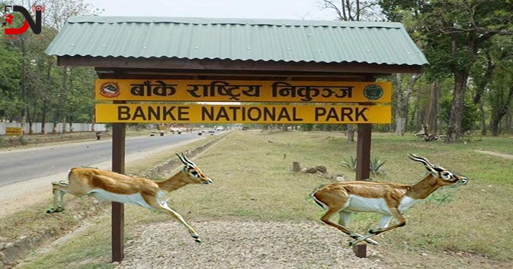 डढेलो नियन्त्रणको लागि दुई हजार किलोमिटर अग्निरेखा