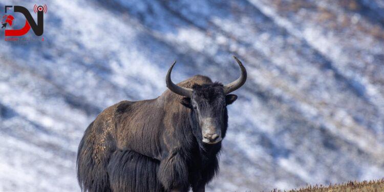 नस्ल सुधारका लागि ल्याइएका याक दुब्लाउँदै गए