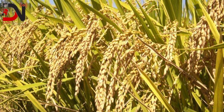 बाँकेका किसान चैते धानखेतीमा