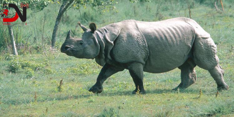 ३८ वर्षमा एक सय नौ गैँडा स्थानान्तरण, विभिन्न देशलाई २६ उपहार