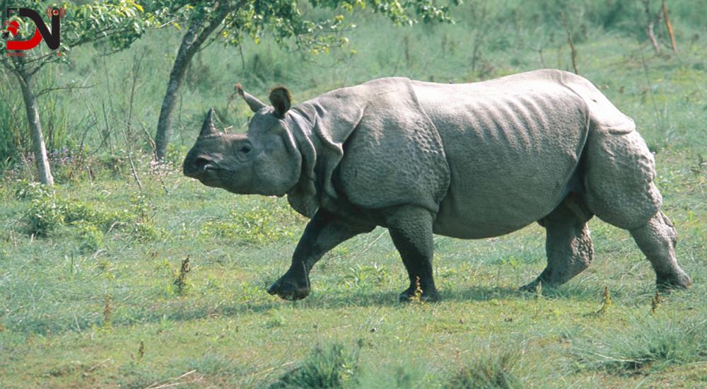 ३८ वर्षमा एक सय नौ गैँडा स्थानान्तरण, विभिन्न देशलाई २६ उपहार
