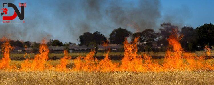 आगलागी हुँदा सात बिघा जमिनको गहुँबाली नष्ट