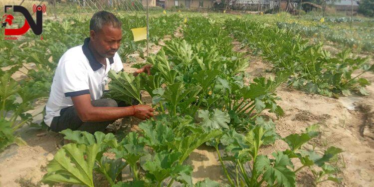 बारीमा तरकारी, घरमै रोजगारी