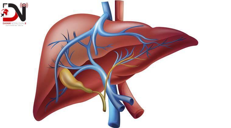 हेपाटाइटिसबाट दैनिक तीन हजार ५०० मानिसको ज्यान जाने गर्छ– डब्ल्यूएचओ