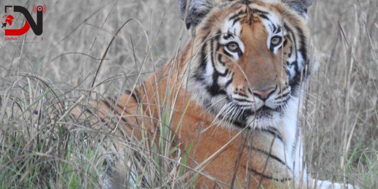 शुक्लाफाँटामा बाघ बढे