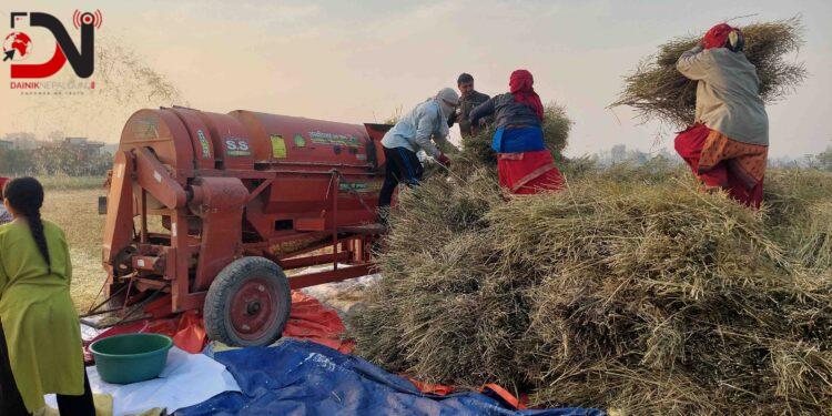 नवलपरासीका किसान तोरीखेतीतर्फ आकर्षित