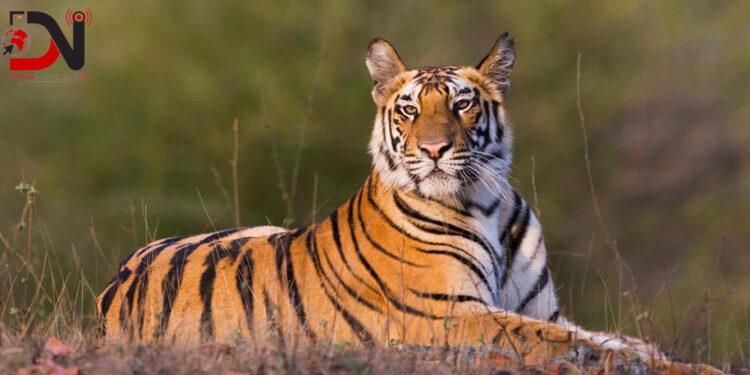 दुर्लभ पाटे बाघ मृत भेटियो