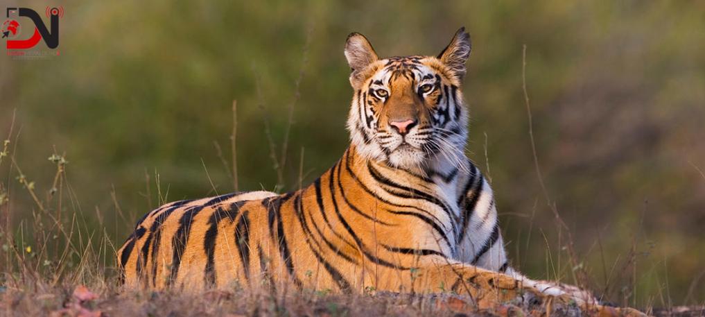 दुर्लभ पाटे बाघ मृत भेटियो