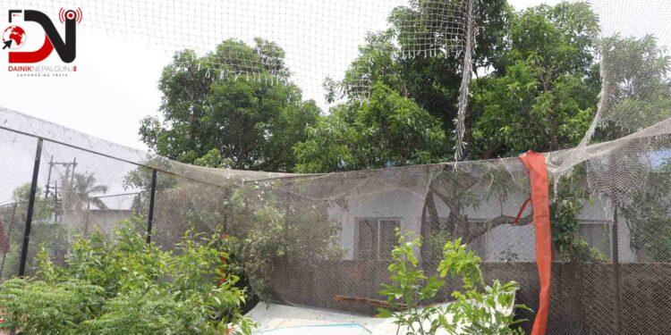 कुखुरा विकास फार्मका दुई सय कुखुरा मरे