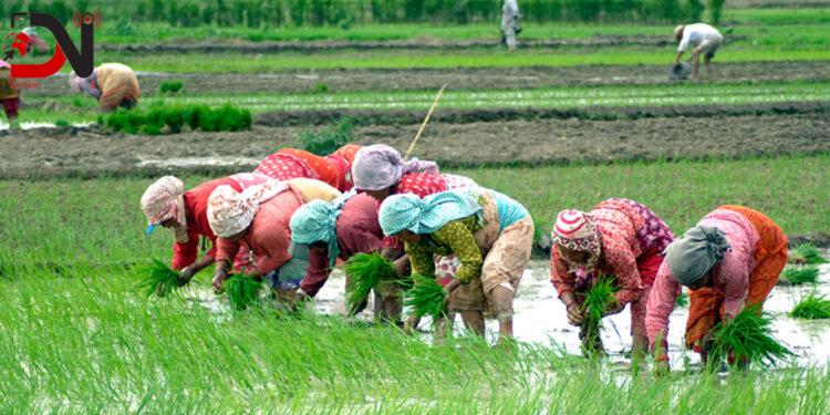 लुम्बिनी प्रदेशमा कृषि तथ्याङ्कको अध्यावधिक