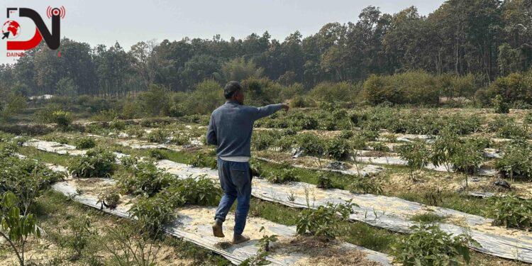 वनमा डढेलो, बस्तीमा छिरे वन्यजन्तु