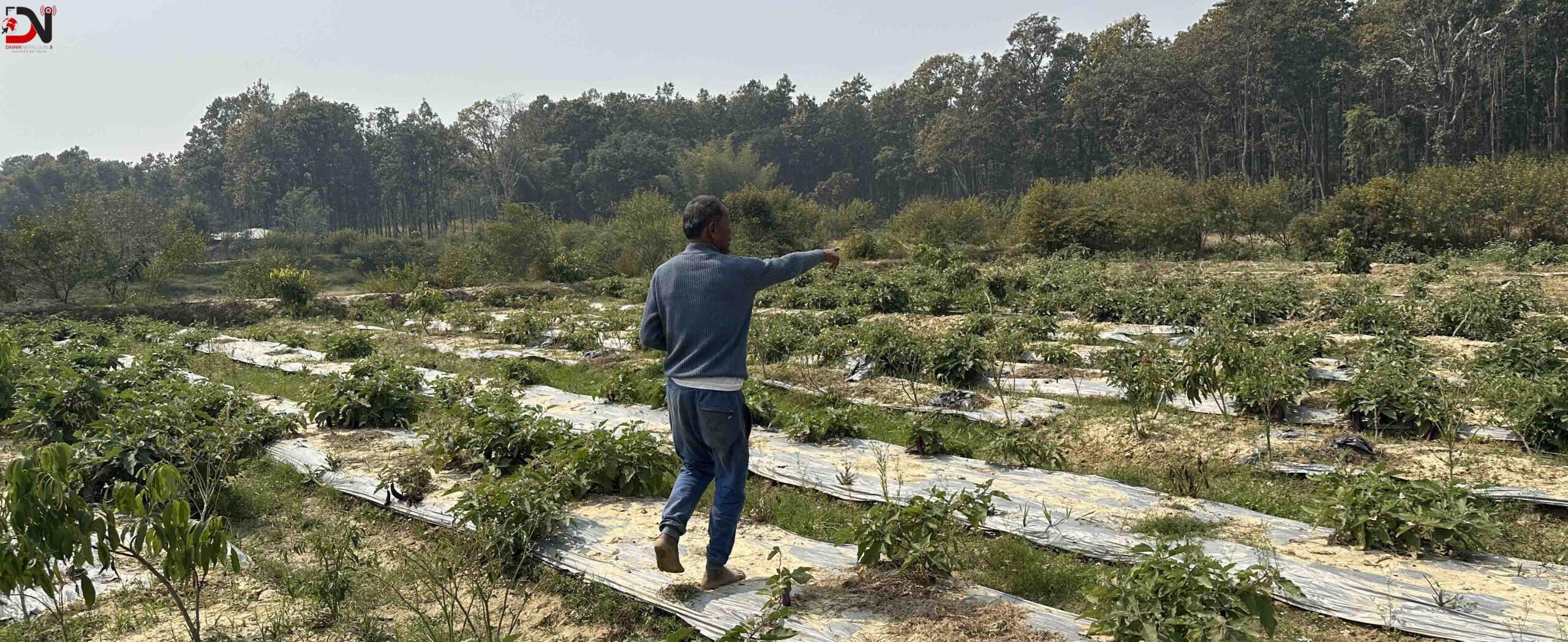 वनमा डढेलो, बस्तीमा छिरे वन्यजन्तु