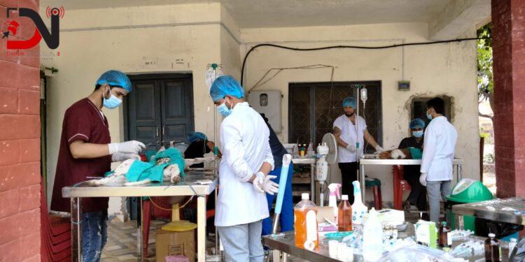 नेपालगञ्जमा सामुदायिक कुकुरको बन्ध्याकरण सुरु