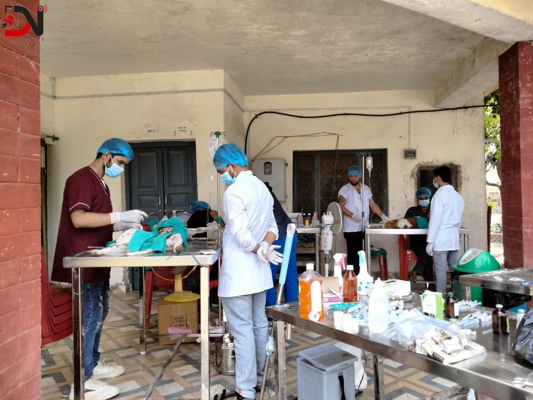 नेपालगञ्जमा सामुदायिक कुकुरको बन्ध्याकरण सुरु