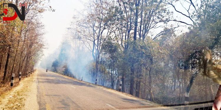 डढेलोले वनै खायो