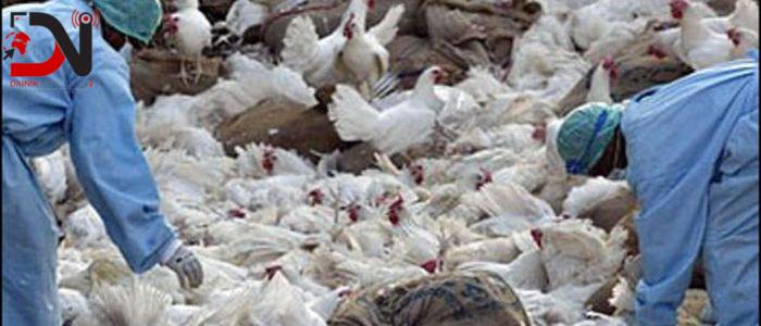 बर्डफ्लुको प्रकोपका बीच भारतीय राज्यमा झण्डै एक हजार पक्षी मारिए