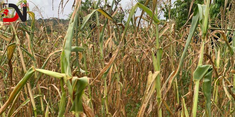 हुम्लामा खडेरी, खेतमै सुक्यो बाली