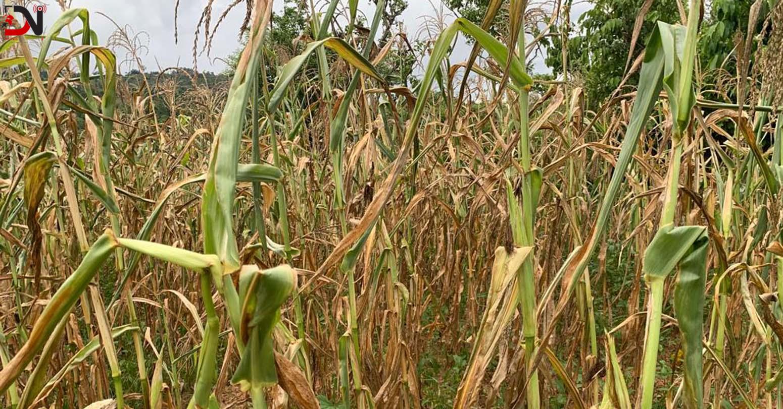 हुम्लामा खडेरी, खेतमै सुक्यो बाली